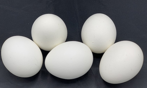 How Long Do Eggs Last?