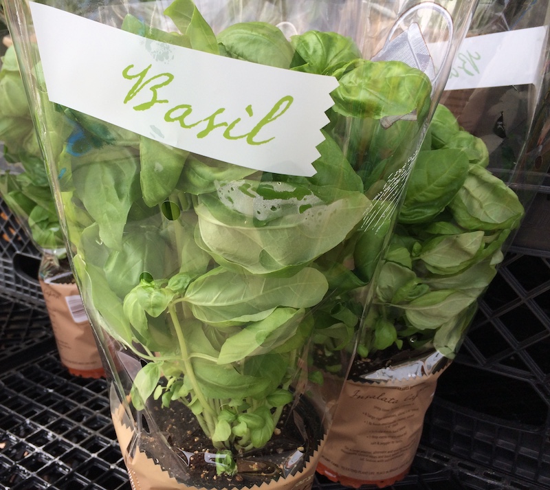 Harvest Basil Plants Properly For Longer Life,Country Ribs In Oven Fast