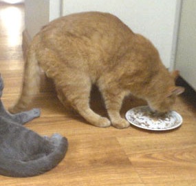 What Cats Eat