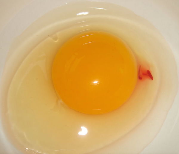 blood spots in egg